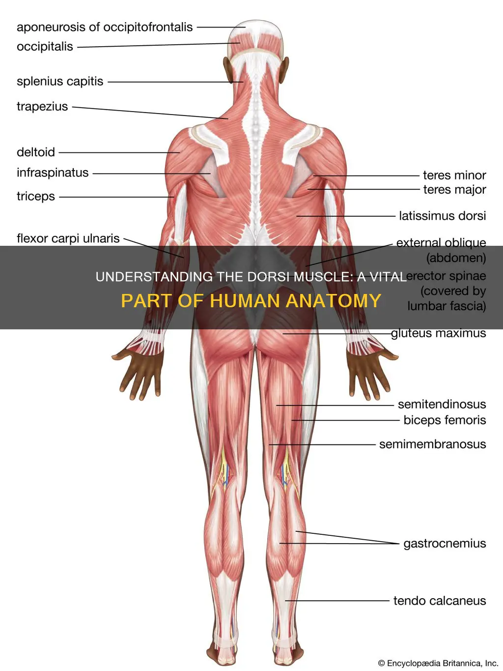 what are dorsi muscle
