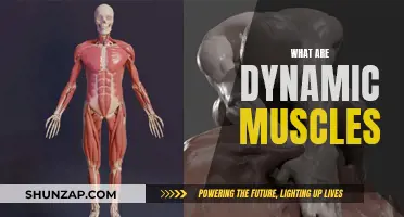 Dynamic Muscles: Understanding Their Unique and Active Nature