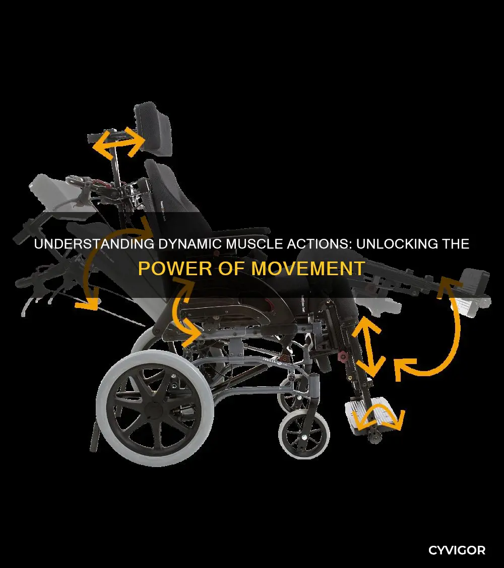 what are dynmaic muscle actions