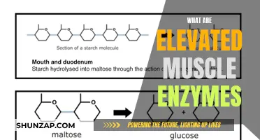 Understanding Elevated Muscle Enzymes: What Do They Mean?