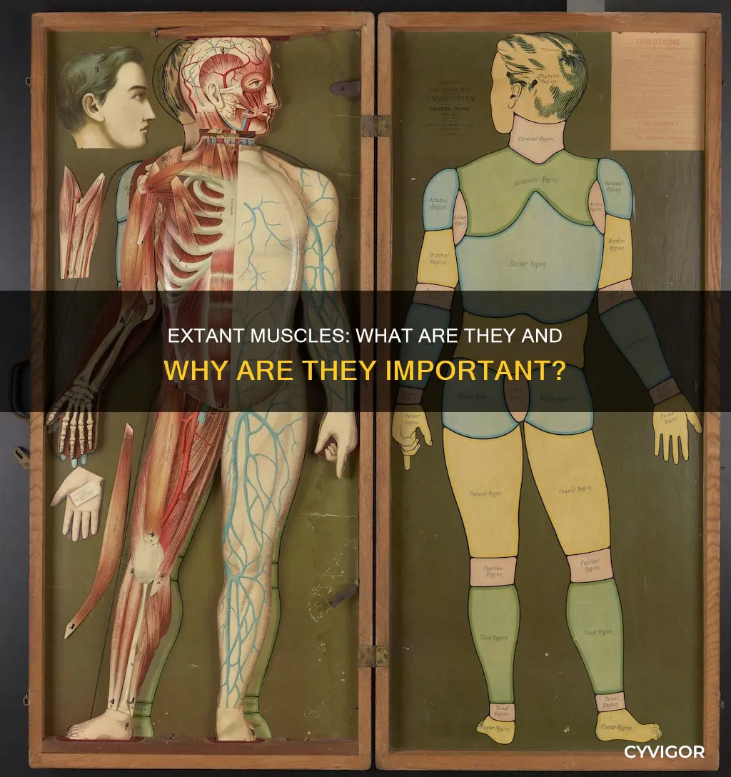 what are extant muscles