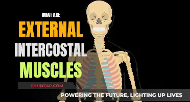 Exploring External Intercostal Muscles: Function, Location, and Significance