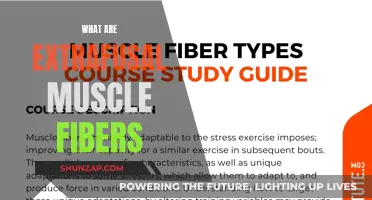 Understanding Extrafusal Muscle Fibers: Their Function and Role
