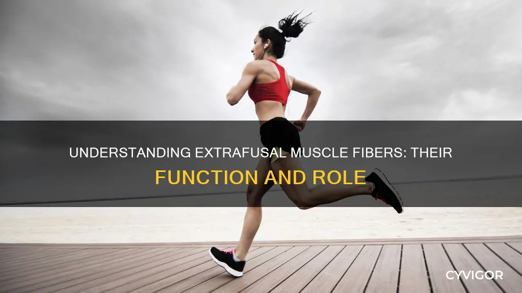 what are extrafusal muscle fibers