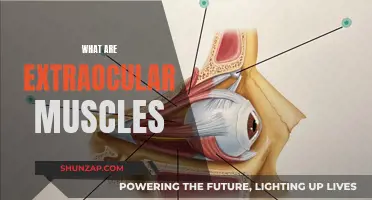 Understanding Extraocular Muscles: Vision's Hidden Heroes