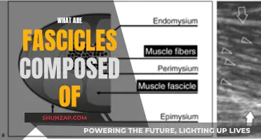 The Intricate Composition of Fascicles: Unraveling Muscle Mystery