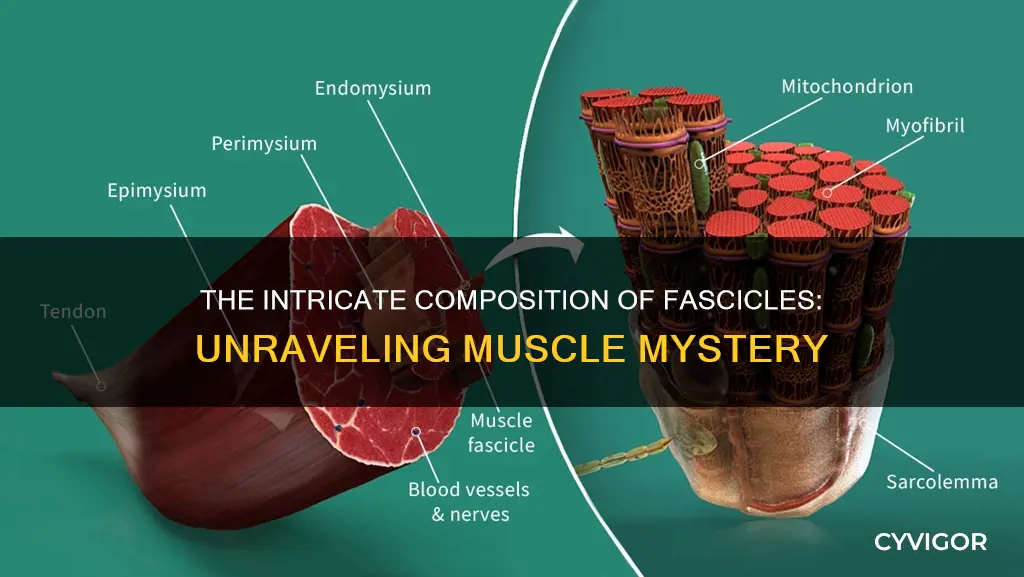what are fascicles composed of