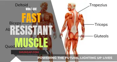 Fast-Twitch Muscle Fibers: Unlocking Resistance Training Secrets