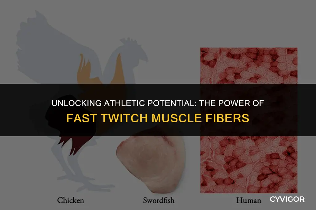 what are fast twitch muscle fibers good for