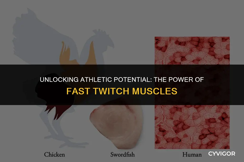 what are fast twitch muscles good for
