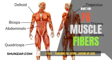 Understanding FG Muscle Fibers: Unlocking Athletic Performance Secrets
