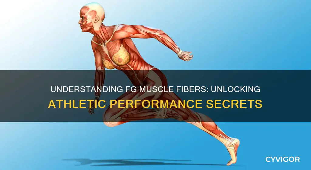 what are fg muscle fibers
