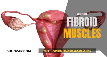 Understanding Fibroid Muscles: What Are They?