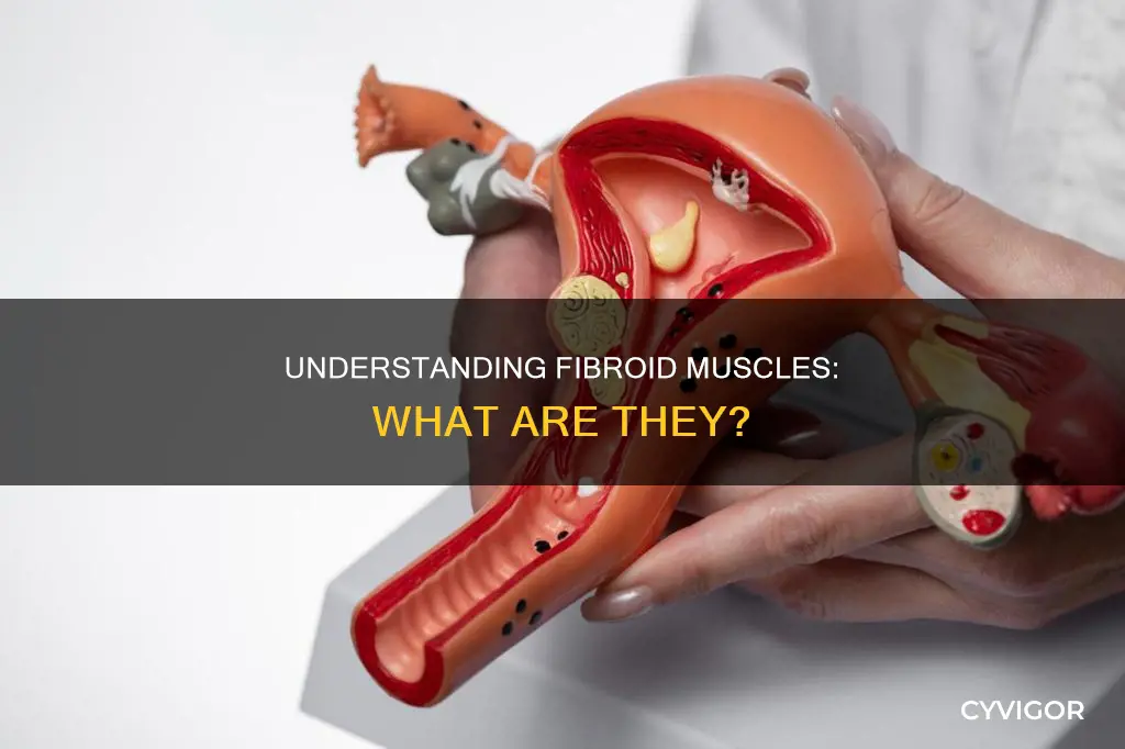 what are fibroid muscles