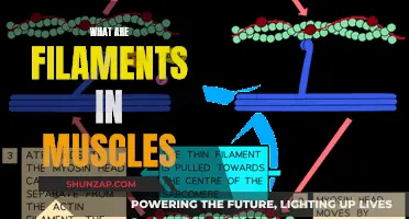 Muscle Filaments: Understanding Their Role and Function