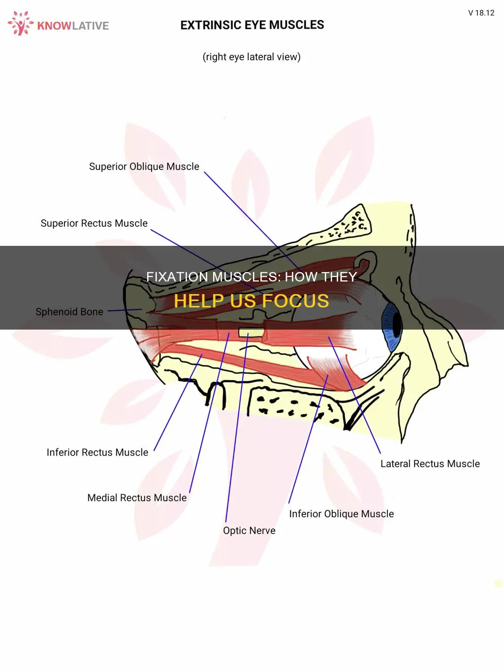 what are fixation muscles