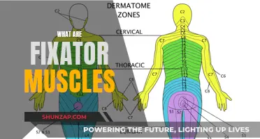 Fixator Muscles: Their Role and Importance in Human Movement
