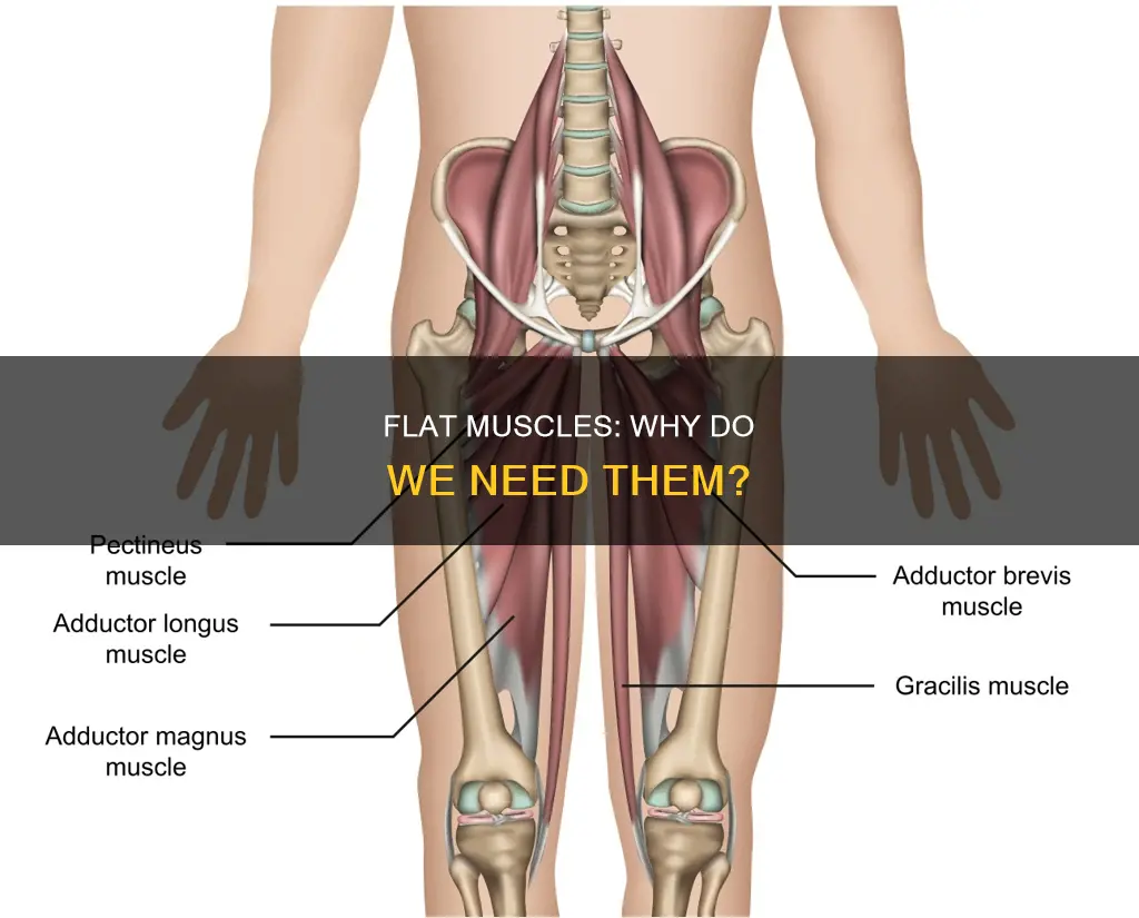 what are flat muscles purpose