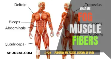 Muscle Fibers: Unveiling the Mystery of FOG Muscles