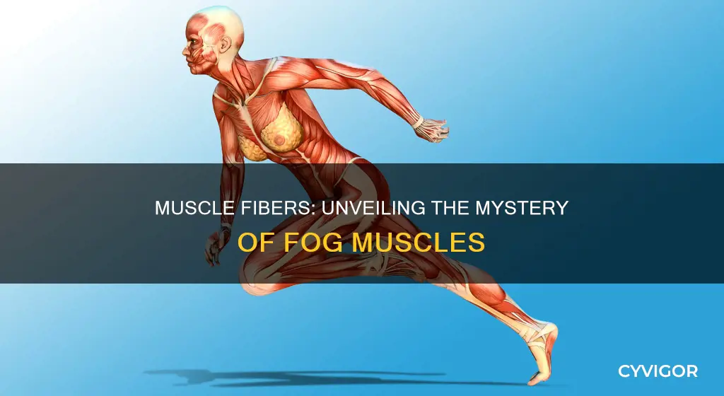 what are fog muscle fibers