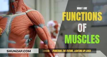 Understanding Muscle Functions and Their Roles in the Body