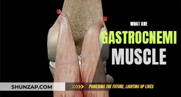 Gastrocnemius Muscle: Understanding Its Function and Anatomy