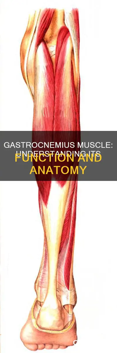 what are gastrocnemius muscle