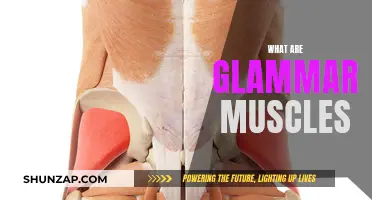 Glamour Muscles: What Are They?