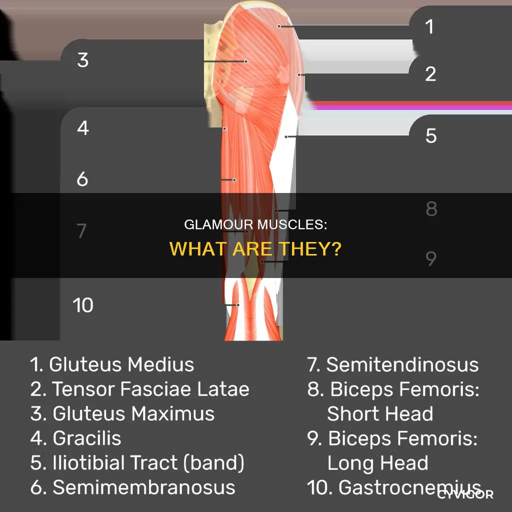 what are glammar muscles