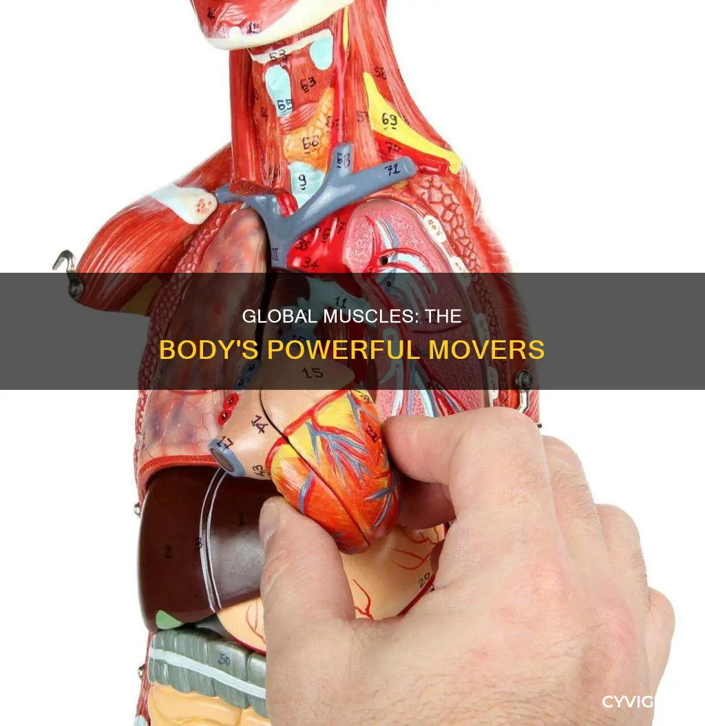 what are global muscle