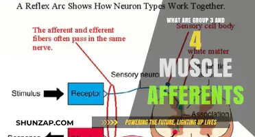 Understanding Group 3 and 4 Muscle Afferents: Role and Function