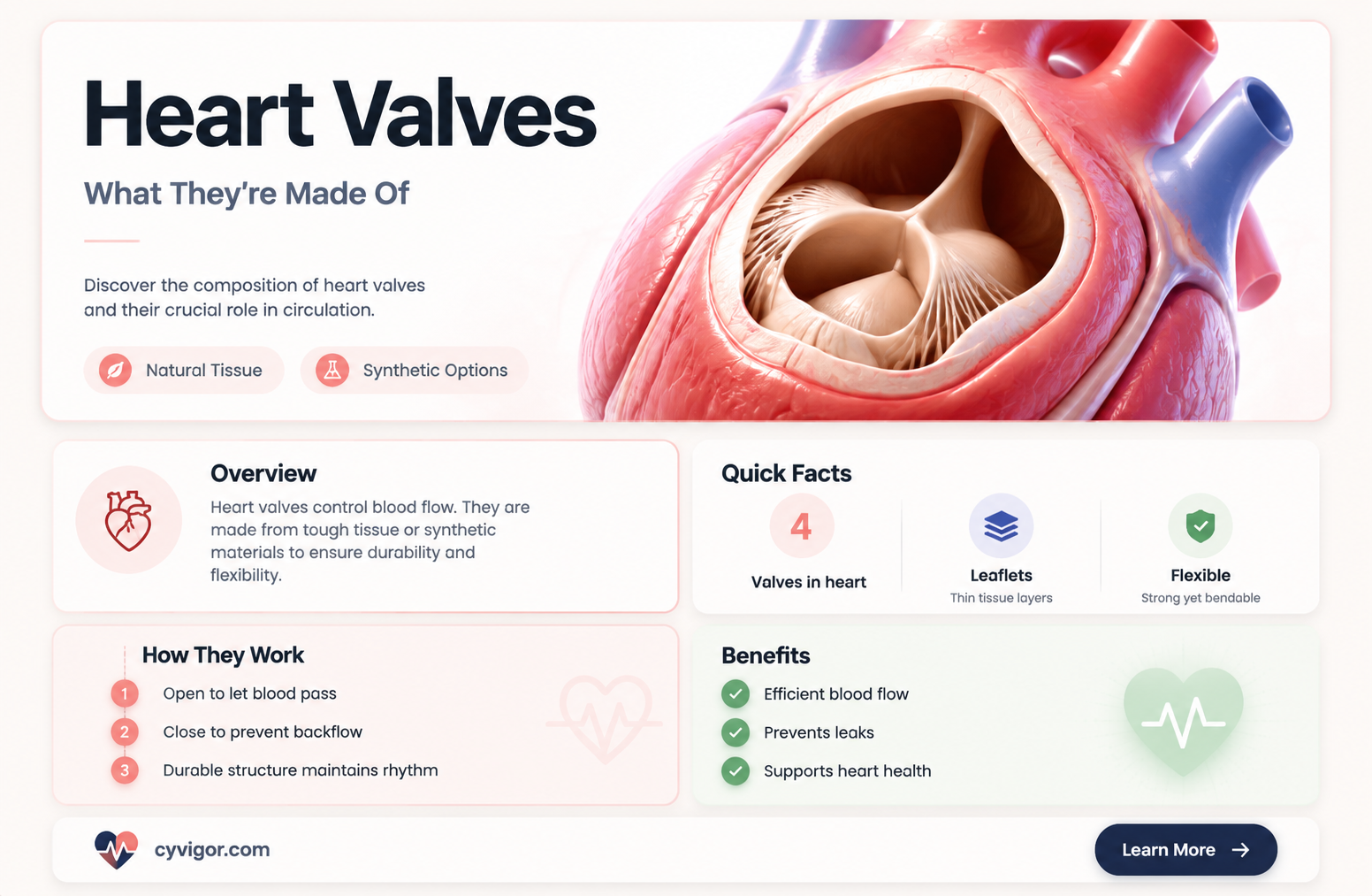 are heart valves muscles