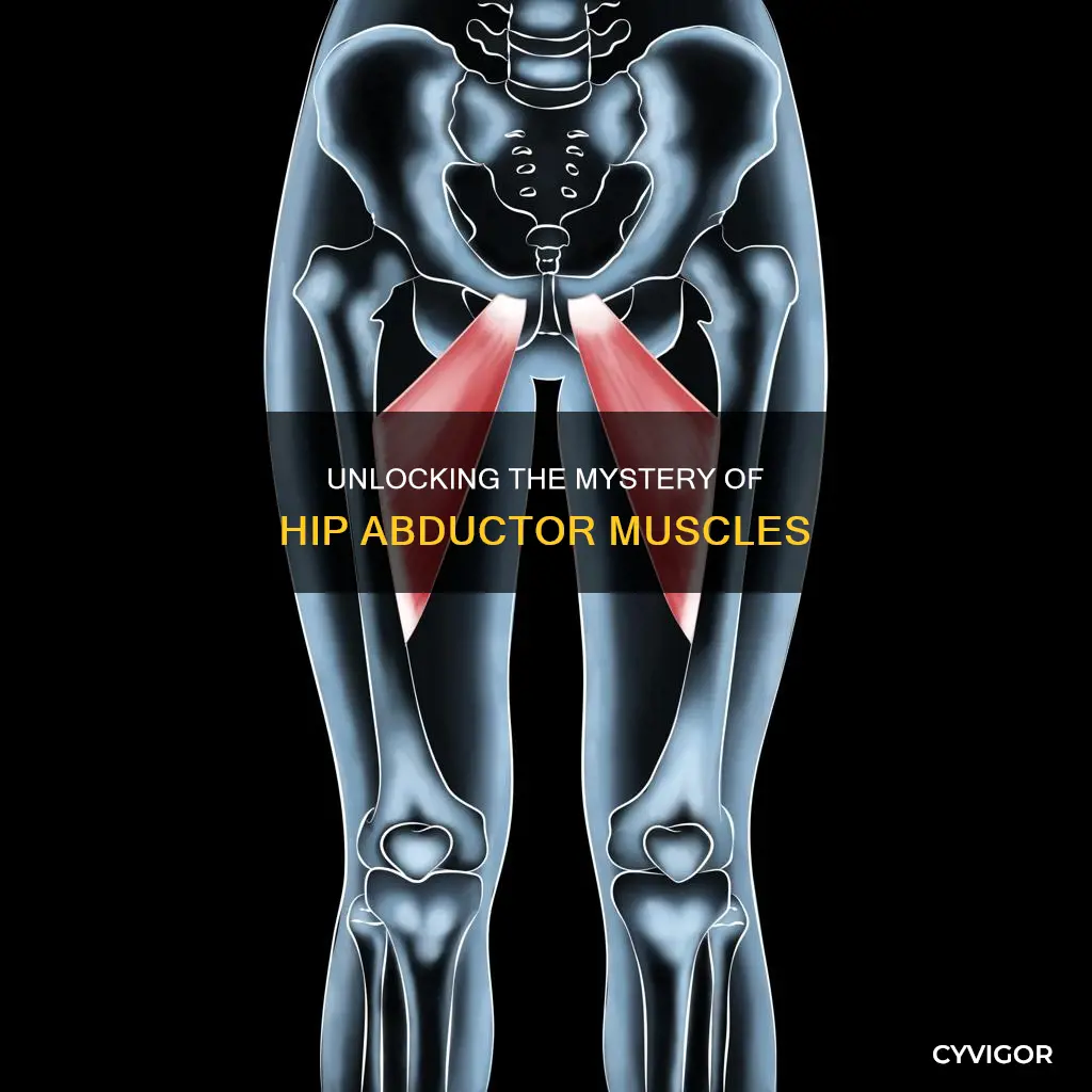 what are hip abductor muscles