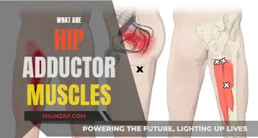 Adductor Muscles: What Are They and Why Are They Important?