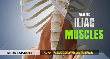 Iliac Muscles: What Are They and Where Are They Located?