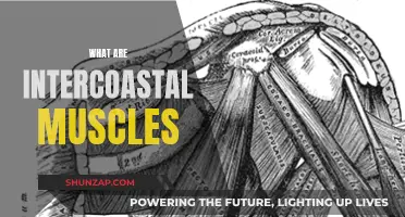 Intercostal Muscles: Your Rib Cage's Unsung Heroes