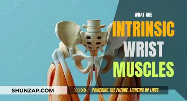 Wrist Muscles: Intrinsic Anatomy Explained