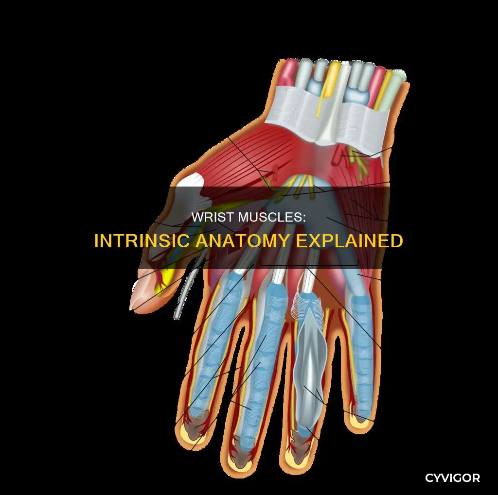 what are intrinsic wrist muscles