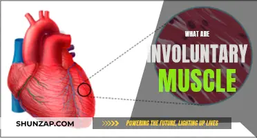 Involuntary Muscles: What Are They?