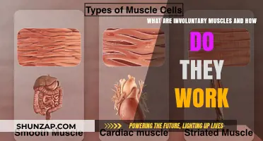 Understanding Involuntary Muscles: Functions, Mechanisms, and Their Role in the Body