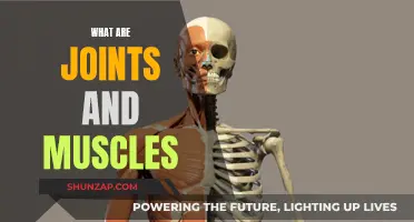 Understanding Joints and Muscles: How Do They Work?