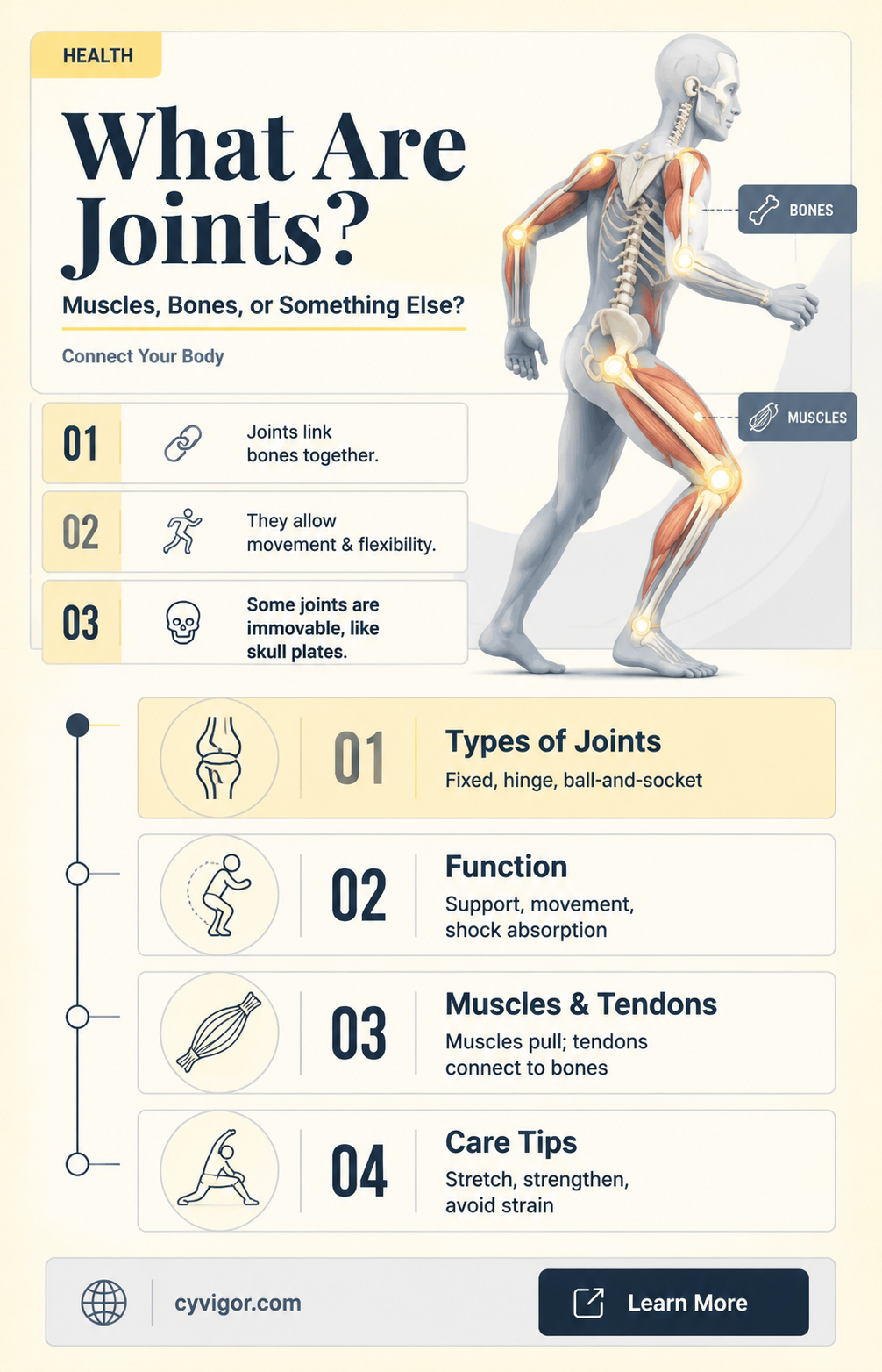 are joints bones or muscles