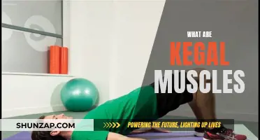 Understanding Kegel Muscles: Their Function and Benefits
