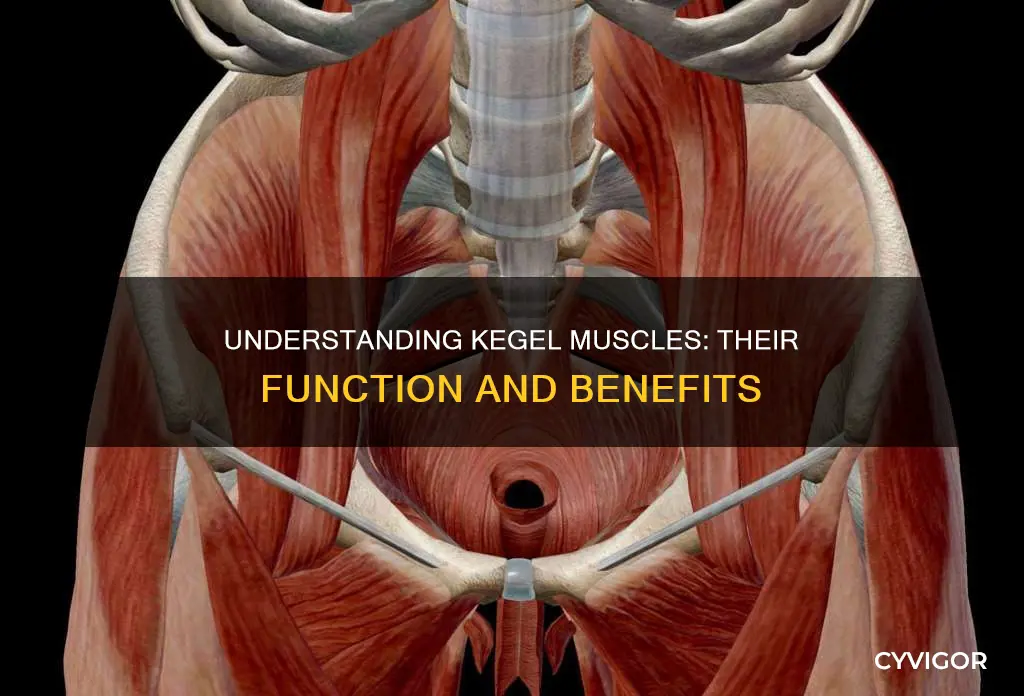 what are kegal muscles