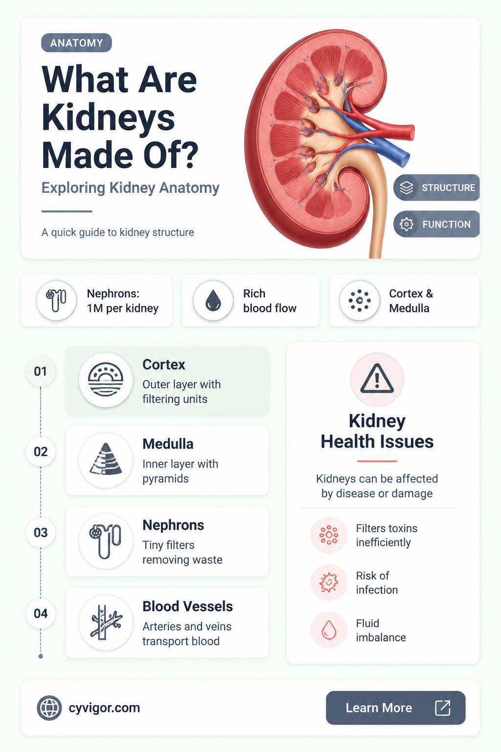 are kidneys a muscle