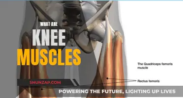 Knee Muscles: Their Function and Anatomy Explained