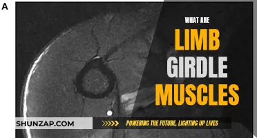 Understanding Limb Girdle Muscles and Their Functions