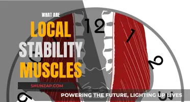 Stability Muscles: Local Heroes of Physical Fitness