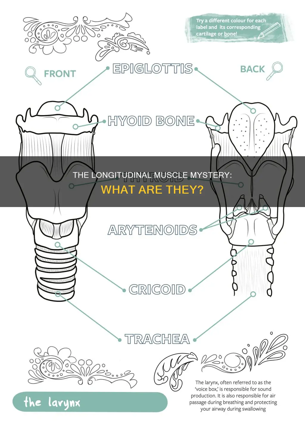 what are longitudinal muscles