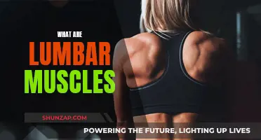 Lumbar Muscles: Understanding the Core of Your Back
